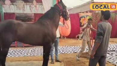 Pushkar Mela 2025 Marwari Horse Brahmadev Becomes Center of Attraction.