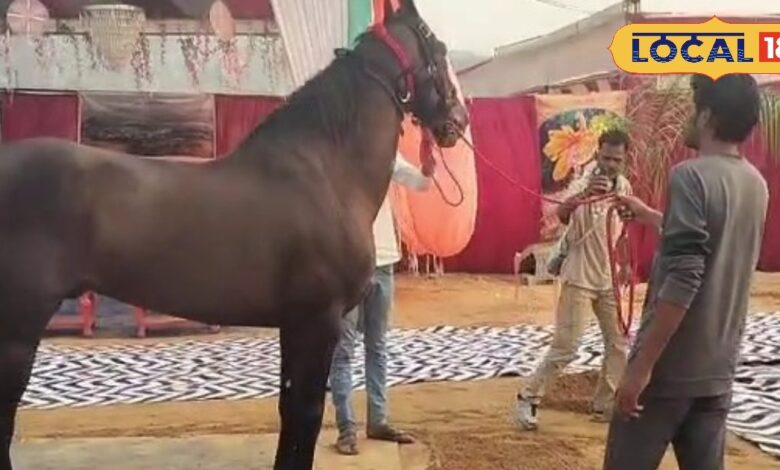 Pushkar Mela 2025 Marwari Horse Brahmadev Becomes Center of Attraction.
