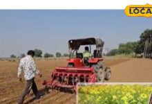 Raidha Mustard Sowing Method & Profit in Nagaur | Rabi Crop