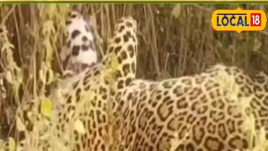 Rajasthan News : डूंगरपुर में मिला पैंथर का टुकड़ों में शव, सिर-पैर गायब देख दहशत में गांववाले