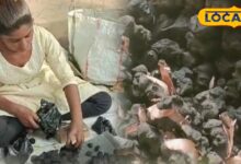Singhara Health Benefits: विटामिन ए का भंडार है ये काला फल, शरीर में भरती फौलाद सी ताकत, कई बीमारियों के लिए काल - Madhya Pradesh News