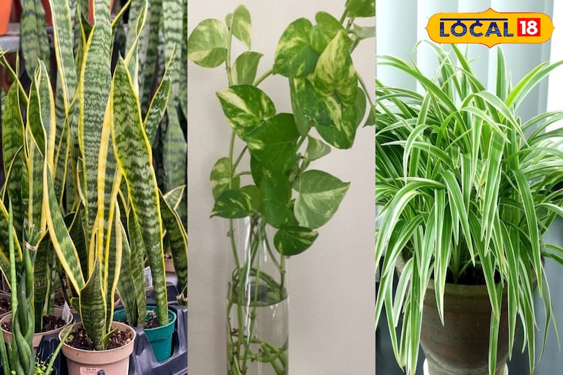 Gardening Tips  Gardening Tips