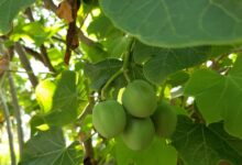 how to make biodiesel from jatropha plan । इस पेड़ पर उगता है डीजल!