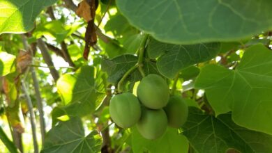 how to make biodiesel from jatropha plan । इस पेड़ पर उगता है डीजल!