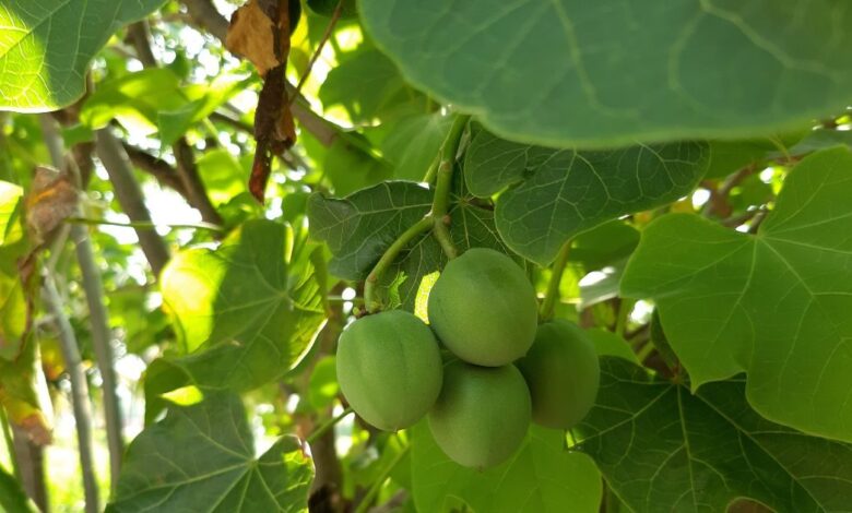 how to make biodiesel from jatropha plan । इस पेड़ पर उगता है डीजल!