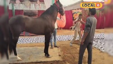 अजमेर के पुष्कर मेले में छाया मारवाड़ी नस्ल का घोड़ा ब्रह्मदेव, इसकी रॉयल डाइट देख हो जाएंगे हैरान – News18 हिंदी