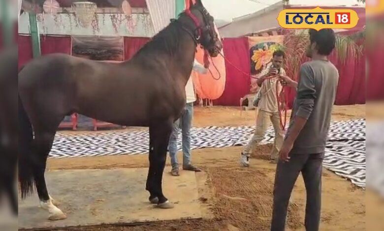 अजमेर के पुष्कर मेले में छाया मारवाड़ी नस्ल का घोड़ा ब्रह्मदेव, इसकी रॉयल डाइट देख हो जाएंगे हैरान – News18 हिंदी