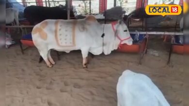 अजमेर मेले की स्टार बनी दुनिया की सबसे छोटी गाय, आप भी कहेंगे कितनी प्यारी! – News18 हिंदी