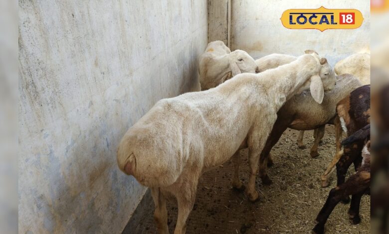 अब भेड़ बनाएगी किसानों को मालामाल, बीकानेर में शुरू हुआ दुंबा भेड़ पर रिसर्च – News18 हिंदी