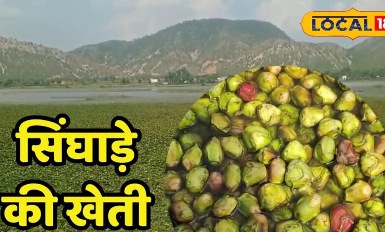 अलवर में हुई अच्छी बारिश से सिलीसेढ़ झील में शानदार हुई सिंघाड़े की खेती, किसानों के चेहरे खिले