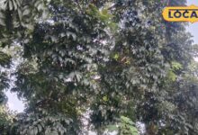 एक पेड़ फायदे अनेक, लकड़ी से लेकर दवा तक में उपयोगी, इसमें छिपा है कई बीमारियों का इलाज!