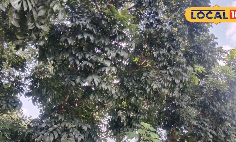 एक पेड़ फायदे अनेक, लकड़ी से लेकर दवा तक में उपयोगी, इसमें छिपा है कई बीमारियों का इलाज!