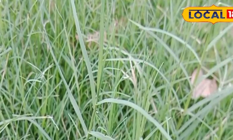 एसिडिटी और एनीमिया से छुटकारा दिला सकती है यह घास, घर के आसपास ही मिल जाएगी, ऐसे करें इस्तेमाल - Uttar Pradesh News