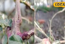 औषधीय गुणों से भरपूर है ये पौधा, इन तीन बीमारियों के लिए काल, पेट रोग और दांतों के लिए तो रामबाण - Uttar Pradesh News