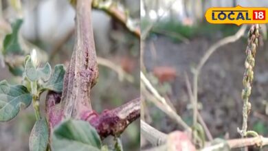 औषधीय गुणों से भरपूर है ये पौधा, इन तीन बीमारियों के लिए काल, पेट रोग और दांतों के लिए तो रामबाण - Uttar Pradesh News