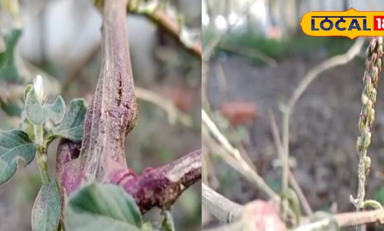 औषधीय गुणों से भरपूर है ये पौधा, इन तीन बीमारियों के लिए काल, पेट रोग और दांतों के लिए तो रामबाण - Uttar Pradesh News