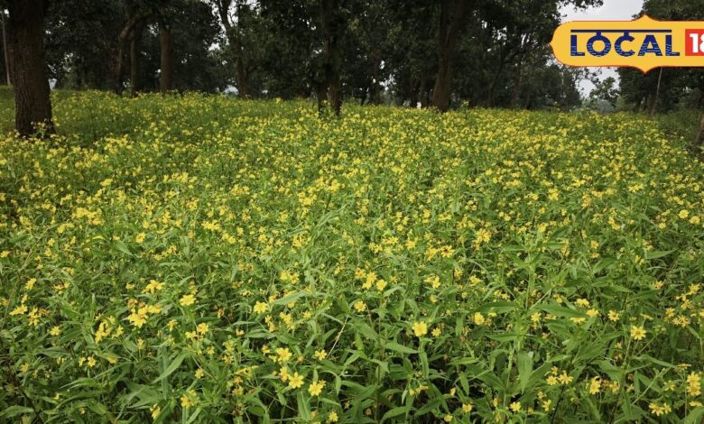 औषधीय गुणों से भरपूर हैं ये 'पीले फूल', पहाड़ी इलाकों में होती है बंपर पैदावार, जानें जटगी की खेती के रहस्य