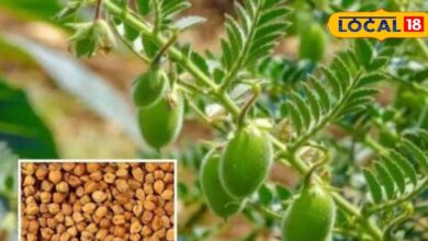 कम लागत, कम पानी और ज़्यादा मुनाफा.... रबी सीजन में चना की खेती किसानों....