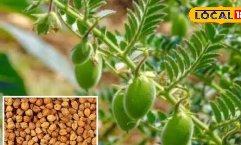 कम लागत, कम पानी और ज़्यादा मुनाफा.... रबी सीजन में चना की खेती किसानों....