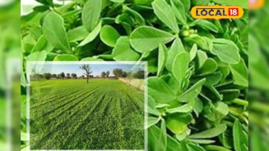 कसूरी मेथी हैं किसानों के लिए फायदे का सौदा, इसकी खेती कर ली तो होगी लाखों की कमाई! – News18 हिंदी