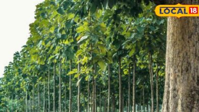 किसानों का ATM! बस खेतों में लगा दें यह जादूई पौधा, होगी छप्परफाड़ कमाई, घर बैठे बन जाएंगे 'लखपति'