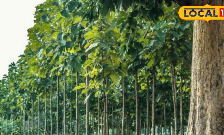 किसानों का ATM! बस खेतों में लगा दें यह जादूई पौधा, होगी छप्परफाड़ कमाई, घर बैठे बन जाएंगे 'लखपति'