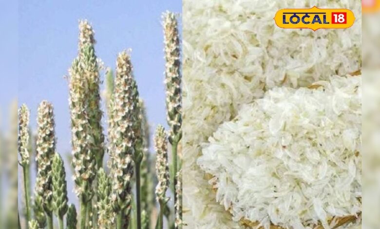 किसानों के लिए बेहतर कमाई का जरिया बन सकता है इसबगोल, जानें बुवाई से लेकर कटाई तक की पूरी प्रक्रिया