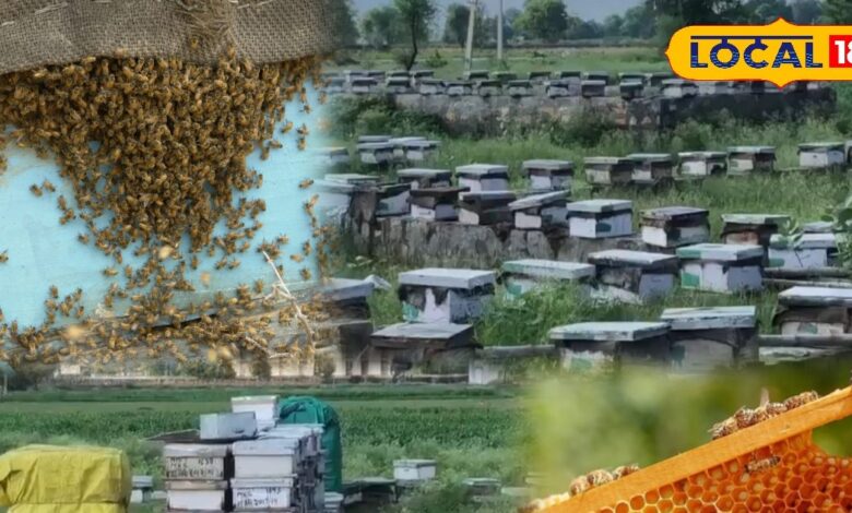 किसानों के लिए बेहतर कमाई का जरिया बना मधुमक्खी पालन, सरकार भी कर रही मदद, ऐसे लें योजना का लाभ