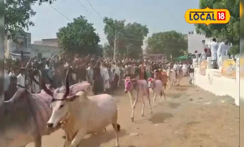 कैसा होगा आने वाला साल? दौड़ जीतने वाली गाय ने कर दी भविष्यवाणी, जानें कैसे – News18 हिंदी