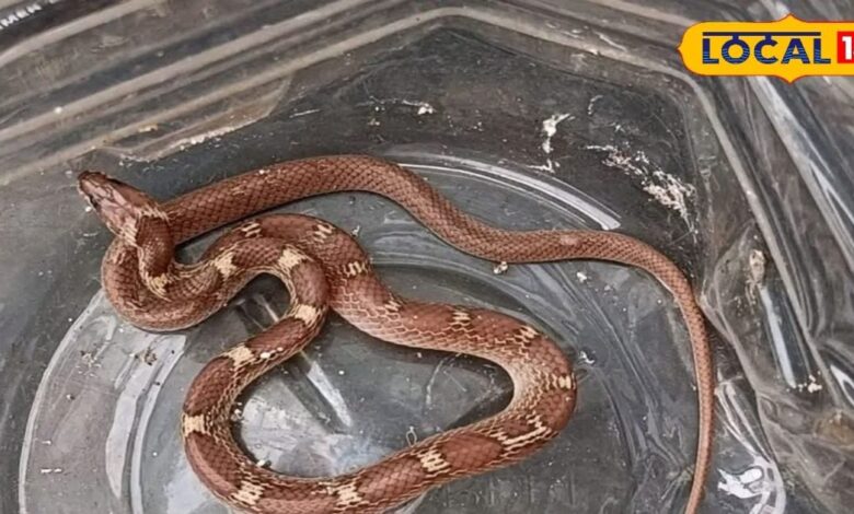 क्यों हर बार दिखते ही बेमौत मारा जाता है यह सांप? वजह जानकर आप भी कहेंगे- यह तो नाइंसाफी है!