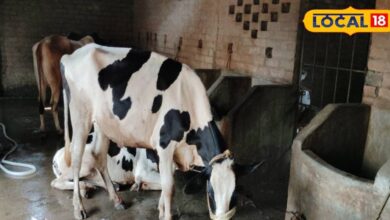गौ सेवा के साथ ही शुरू कर दिया स्वरोजगार, तीन गाय से बढ़कर हो गईं 40 गाय, कमाई सुन उड़ जाएंगे होश