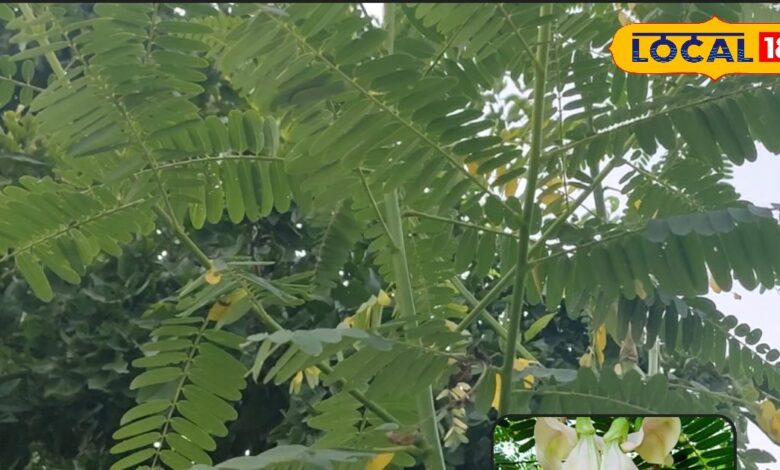 चील जैसी होंगी आंखें, पाचन और खांसी-जुकाम की दवा फूल, जड़ और छाल शरीर में ऊर्जा-थकान में रामबाण - Bihar News