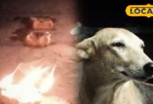 छोटी दिवाली पर कुत्तों की पूजा की अनोखी परंपरा