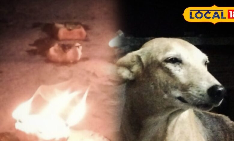 छोटी दिवाली पर कुत्तों की पूजा की अनोखी परंपरा