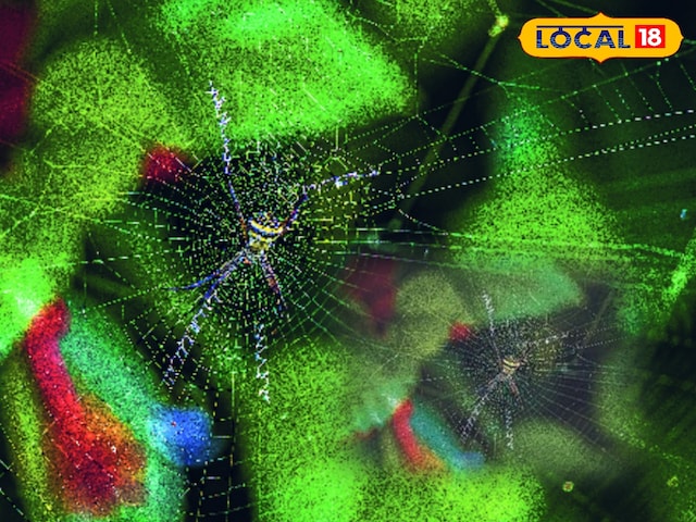 जवाई की धरती पर दिखा ऐसा रहस्यमयी जीव… जो जाल में लिखता है अपना नाम