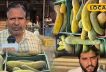 जालौर मंडी में बालम ककड़ी का जलवा! सीमित सीजन, मीठा स्वाद और औषधीय गुणों से भरपूर