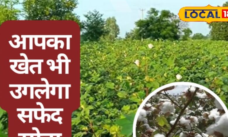 तेलंगाना में कपास की खेती: लाभदायक व्यवसाय के लिए जरूरी टिप्स