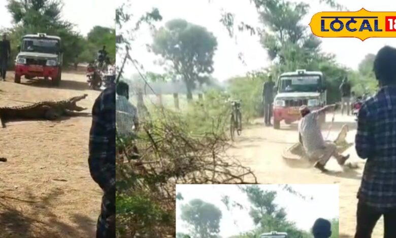 दुदनी गांव में 13 फीट का मगरमच्छ पकड़ा, जवाई बांध में छोड़ा