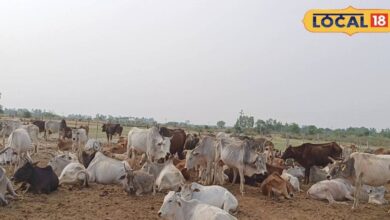 दूध का करना है व्यापार तो पशु की नस्ल का रखें ध्यान, बढ़िया उत्पादन से मिलेगी बम्पर कमाई