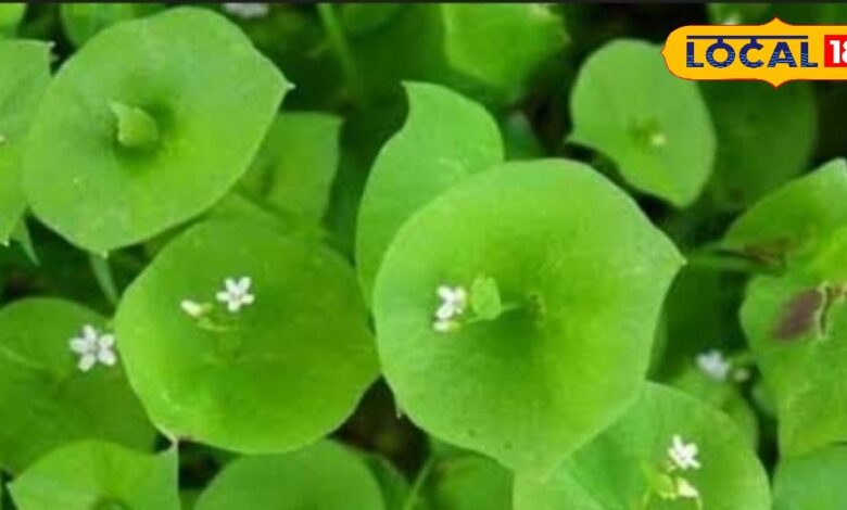धान के खेतों के किनारे उगने वाला ये पौधा... दिमाग को बना देगा 'चाचा चौधरी' से तेज! बस ऐसे करें प्रयोग