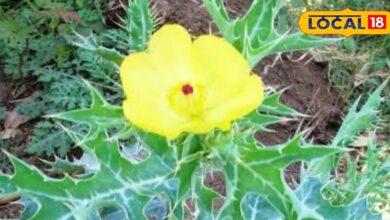 नाम सत्यानाशी... लेकिन कई रोगों के लिए काल है ये पौधा, यौन क्षमता बढ़ाने में कारगर, शरीर की कमजोरी कर देगा दूर - Uttar Pradesh News