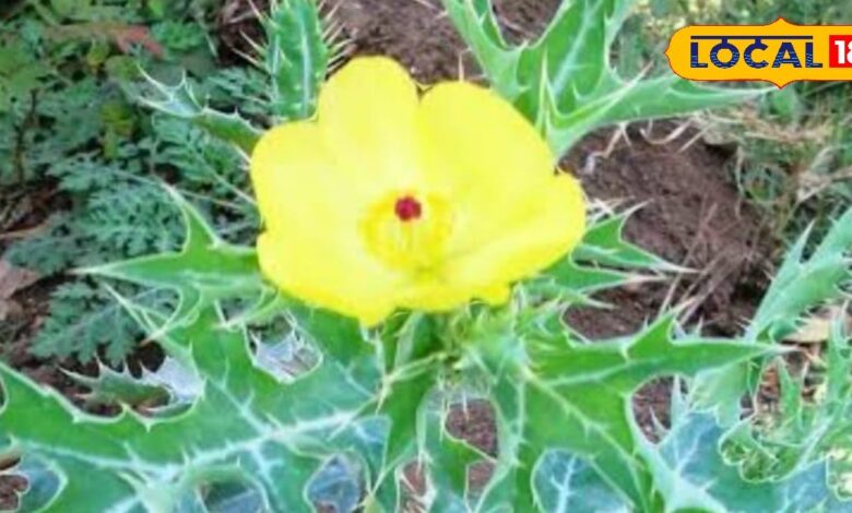 नाम सत्यानाशी... लेकिन कई रोगों के लिए काल है ये पौधा, यौन क्षमता बढ़ाने में कारगर, शरीर की कमजोरी कर देगा दूर - Uttar Pradesh News