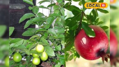 नींबू और अनार के खेतों पर मंडरा रहा ‘कीटों का साया’ तो तो तुरंत करें ये उपाय