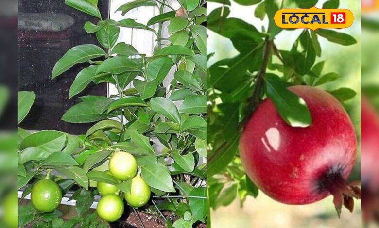 नींबू और अनार के खेतों पर मंडरा रहा ‘कीटों का साया’ तो तो तुरंत करें ये उपाय