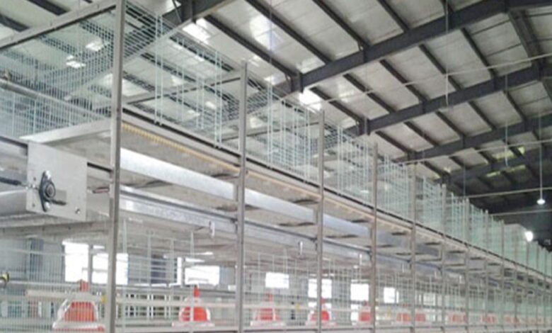 नौकरी की टेंशन जाएंं भूल! 50 हजार में शुरू करें ये बिजनेस, मंथली होगी 1 लाख की कमाई, सरकार देगी 35% सब्सिडी - buisness opportunity start poultry farming with 50k and earn 1 lakh rupees per month know how samp