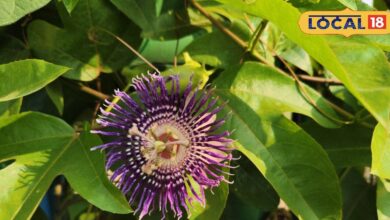 पानी नहीं... जीमन पर उगता है ये कमल, कुष्ठ, पीलिया और अस्थमा में लाभकारी; महाभारत काल से जुडा है इतिहास  - Uttar Pradesh News