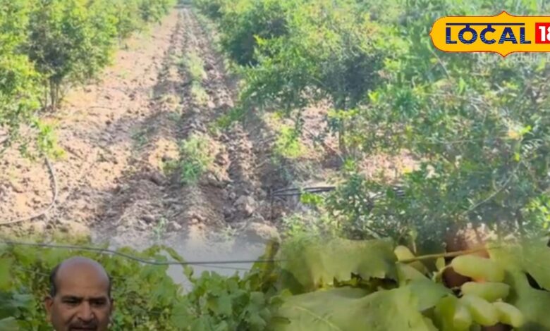 पाली के किसान विजय चौधरी ने बंजर जमीन पर अंगूर की खेती में सफलता पाई