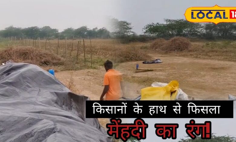 पाली में बारिश से मेहंदी की फसल खराब, किसानों को लाखों का नुकसान.