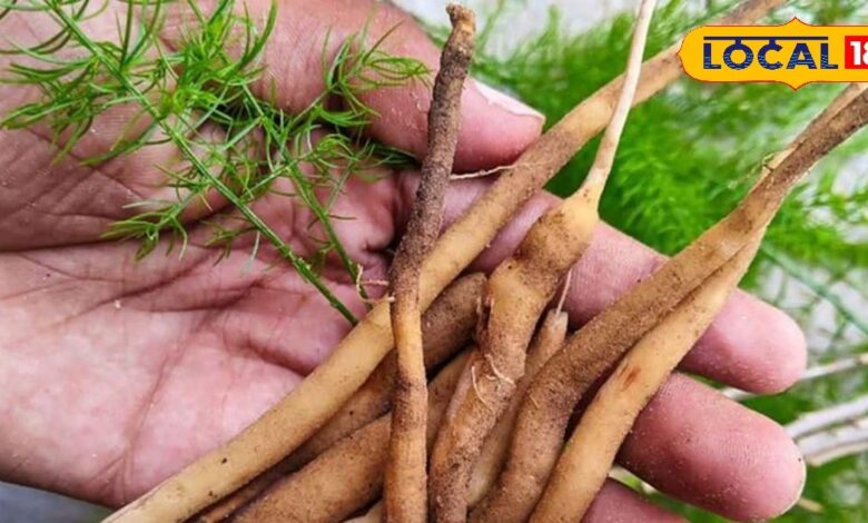पीरियड्स में दर्द से राहत, गर्भकाल में ताकत देती है यह जड़ीबूटी, बेहद है कारगर