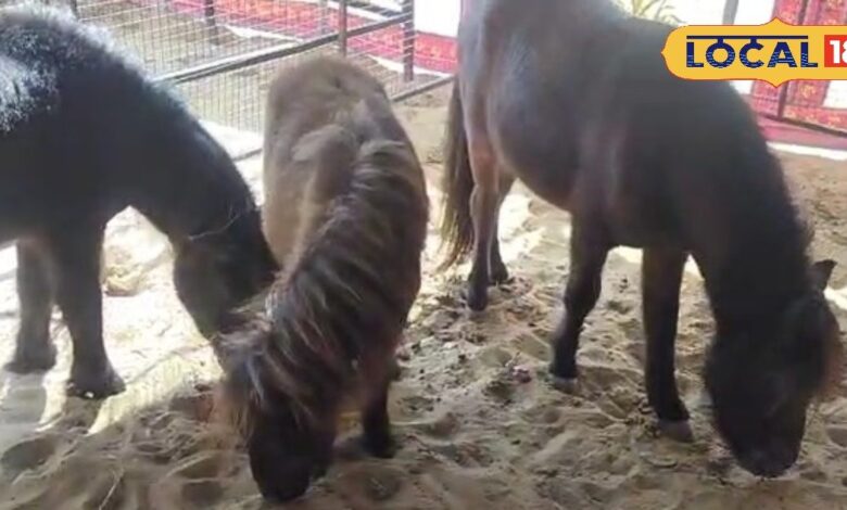 पुष्कर मेले में आया नन्हा सितारा... सिर्फ 24 इंच का दुनिया का सबसे छोटा घोड़ा बना आकर्षण का केंद्र, देखे पूरा वीडियो